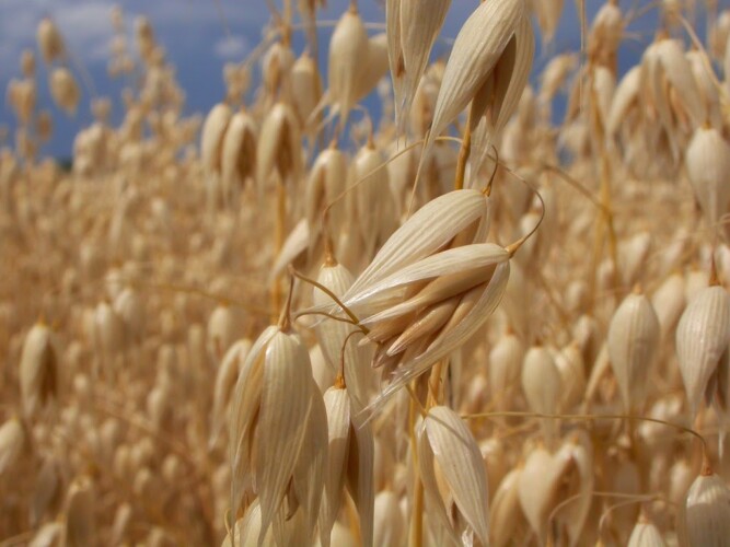 Cultivo de avena