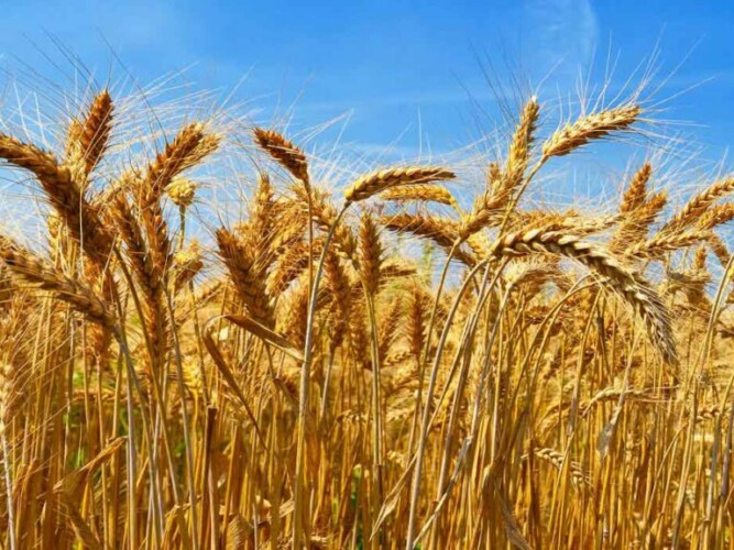 Campo de trigo